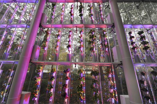 <p>In conjunction with Our Global Kitchen, the entrance to the museum&rsquo;s Judy and Josh Weston Pavilion hosts an 18-foot-tall hydroponic vertical growing system designed and maintained by a New York City-based social enterprise called Windowfarms. The 280-plant installation and a smaller unit in the exhibition gallery will grow a variety of fruits, vegetables and herbs with the aim of showcasing sustainable food-growing techniques and agricultural biodiversity in increasingly urban habitats.</p>
