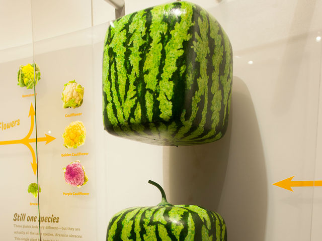 <p>In Japan, some melons grow in near-perfect cubes. These shapes were not produced by selective breeding. Instead, farmers grow the melons in glass boxes that control their final shape. But the seeds of these melons would still produce round melons, not cubes.</p>
