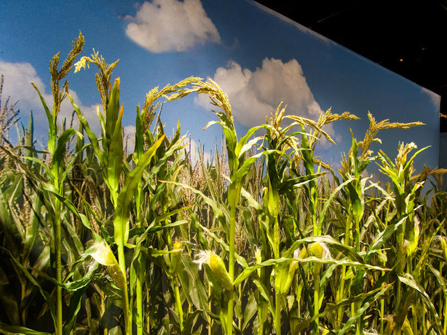<p>More corn is grown around the globe than any other grain &mdash; more than 900 million tons in 2010, using 13 percent of all cropland. Corn plants grow from seeds to towering stalks &mdash; some types reach more than 12 feet high &mdash; in only a few months. This translates to as much as 5 inches a day during some growth stages.</p>
