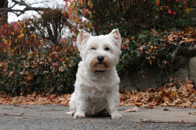 <p>Carlie enjoys sniffing and exploring her territory.&nbsp;</p>
