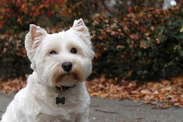 <p>Carlie enjoys a walk in Central Park in late November.&nbsp;</p>
