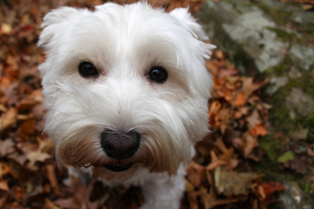 <p>A close-up of Carlie, Pace's Westie.&nbsp;</p>
