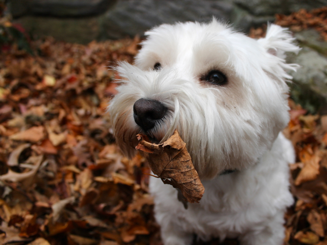 <p>Carlie chomps on a fall leaf.&nbsp;</p>
