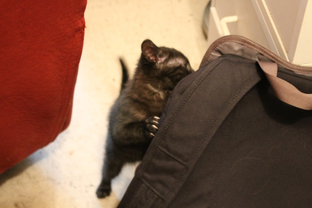 <p>While searching for Skylar, Vazquez adopted this kitten, who she named Midnight.</p>

