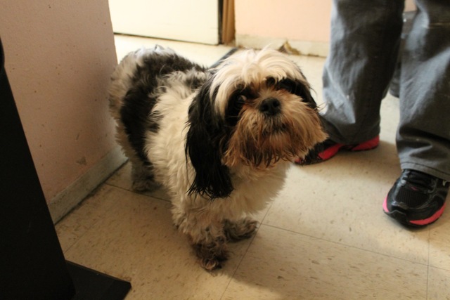 <p>Skylar, who was snatched off the street in Chelsea in September.</p>
