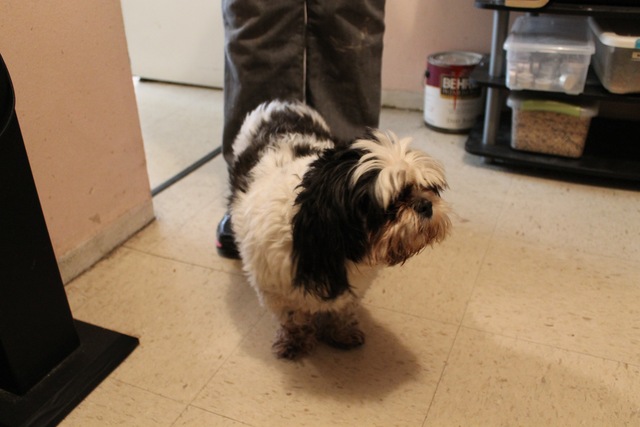 <p>Skylar, who was snatched off the street in Chelsea in September.</p>
