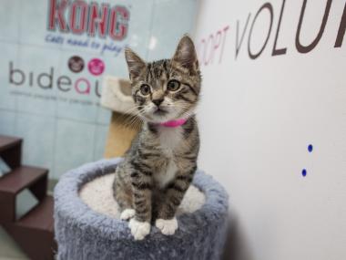 Bideawee Shelter Reopens for Adoption after Struggling Through Hurricane Sandy, on November 18, 2012.