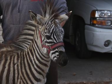 Four-month-old Razzi escaped from his backyard home on Victory Boulevard.