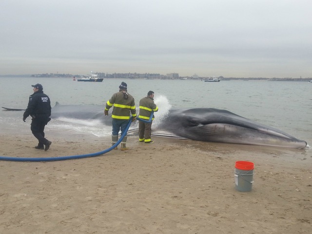 <p>The whale was found beached on the bay side in Breezy Point near Beach 216th Street on Wednesday, December 26, 2012.</p>
