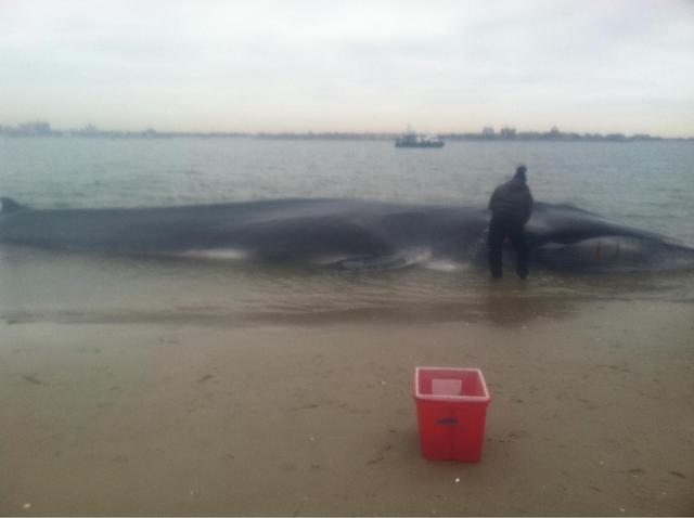<p>A beached whale was discovered on the sand in Breezy Point Wednesday, Dec. 26, 2012.</p>

