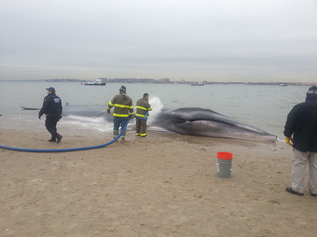 <p>The whale was found beached on the bay side in Breezy Point near Beach 216th Street on Wednesday, December 26, 2012.</p>
