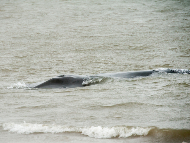 <p>The endangered finback whale was seen beached on the bay side in Breezy Point on Thursday December 27, 2012</p>
