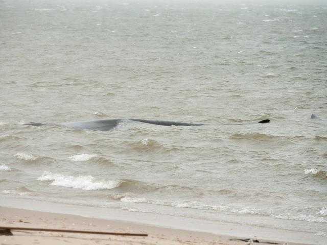 <p>The endangered finback whale was seen beached on the bay side in Breezy Point on Thursday December 27, 2012</p>
