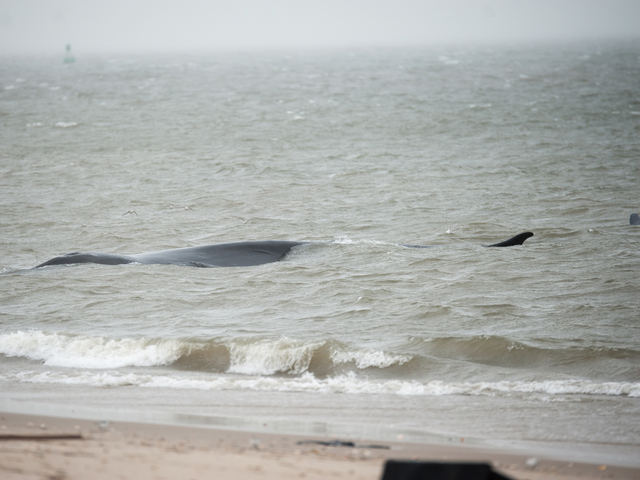 <p>The endangered finback whale was seen beached on the bay side in Breezy Point on Thursday December 27, 2012</p>
