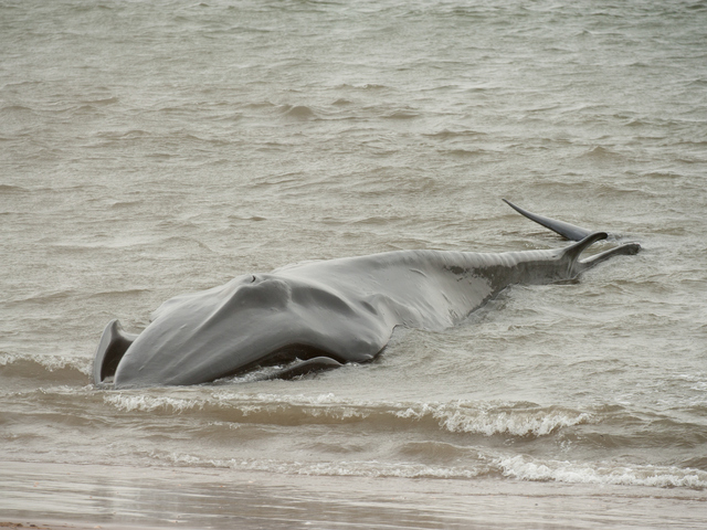 <p>The endangered finback whale was seen beached on the bay side in Breezy Point on Thursday December 27, 2012</p>
