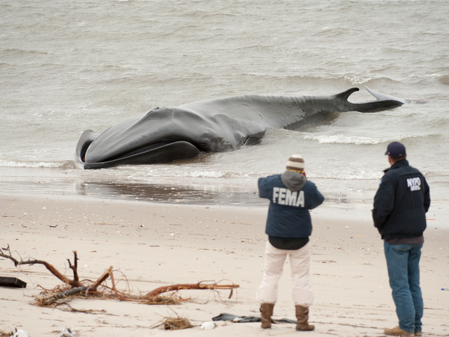 <p>A representative from FEMA takes photos of the dead finback whale on Thursday, December 27, 2012.</p>
