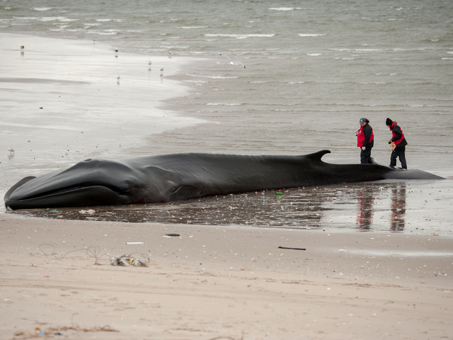 <p>Members of the Riverhead Foundation for Marine Research and Conservation inspect of the whale on Thursday, December 27, 2012.</p>
