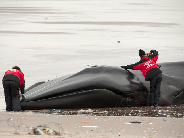 <p>Members of the Riverhead Foundation for Marine Research and Conservation take measurements of the whale on Thursday, December 27, 2012.</p>
