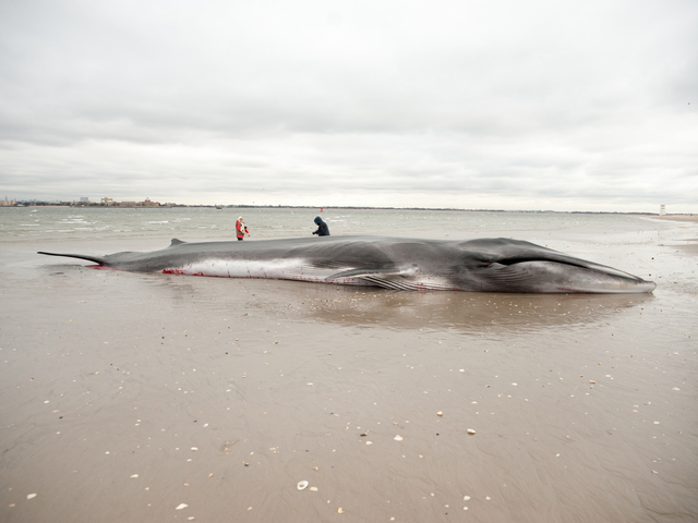 <p>The endangered finback whale was seen beached on the bay side in Breezy Point on Thursday December 27, 2012.</p>
