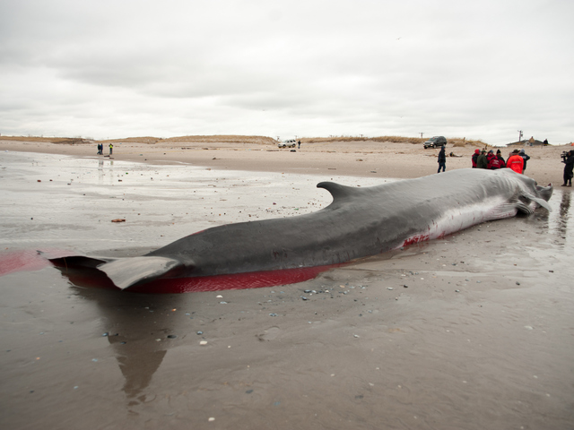 <p>The endangered finback whale was seen beached on the bay side in Breezy Point on Thursday December 27, 2012.</p>
