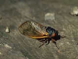 Staten Island Museum Gets Ready for 17 Year Return of Cicadas