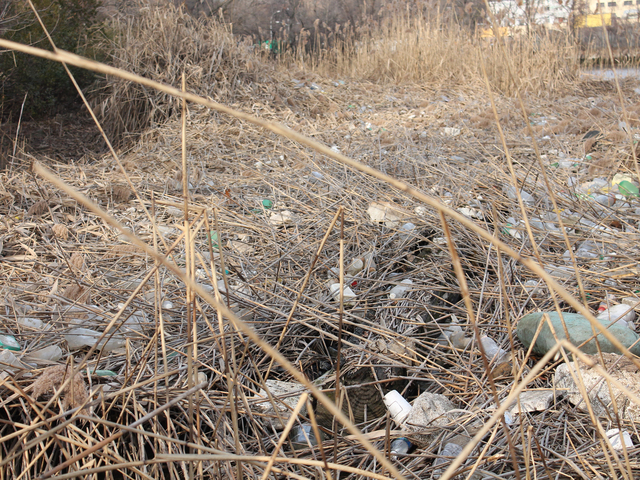 <p>Hurricane Sandy knocked down the wetland grass, allowing trash to enter the Sherman Creek shorline.</p>
