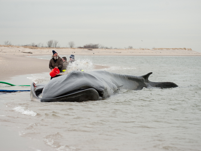 <p>The endangered finback whale was seen beached on the bay side in Breezy Point on Wednesday, December 26, 2012.</p>
