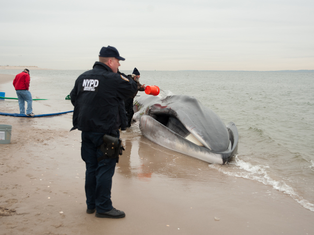 <p>The endangered finback whale was seen beached on the bay side in Breezy Point on Wednesday, December 26, 2012.</p>
