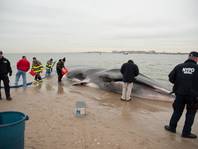 <p>The endangered finback whale was seen beached on the bay side in Breezy Point on Wednesday, December 26, 2012.</p>

