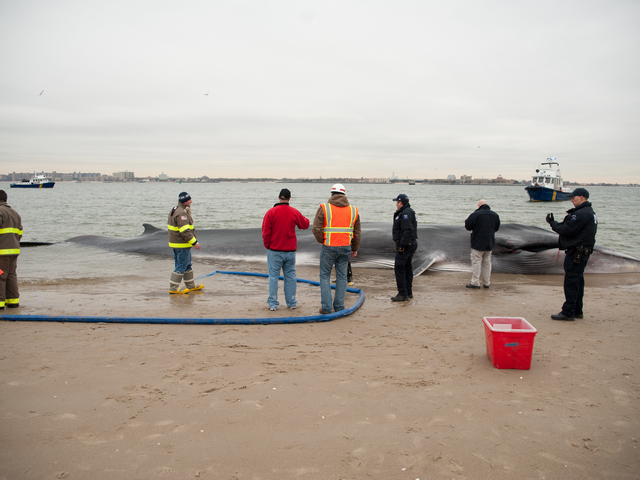 <p>The endangered finback whale was seen beached on the bay side in Breezy Point on Wednesday, December 26, 2012.</p>
