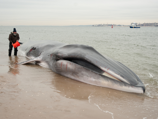 <p>The endangered finback whale was seen beached on the bay side in Breezy Point on Wednesday, December 26, 2012.</p>
