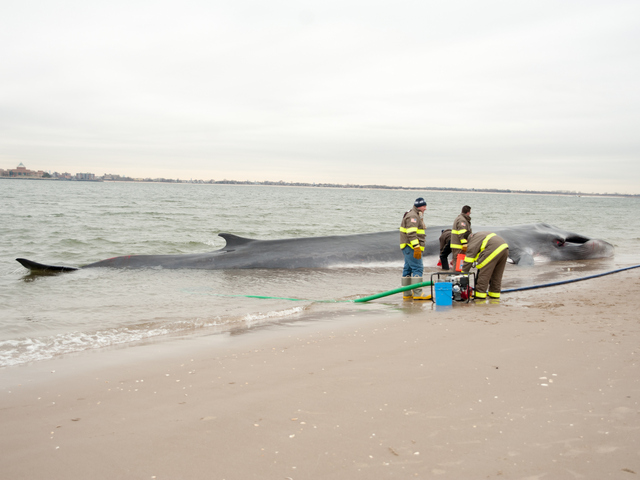<p>The endangered finback whale was seen beached on the bay side in Breezy Point on Wednesday, December 26, 2012.</p>
