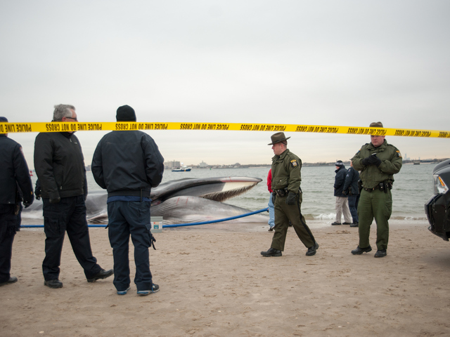 <p>The endangered finback whale was seen beached on the bay side in Breezy Point on Wednesday, December 26, 2012.</p>

