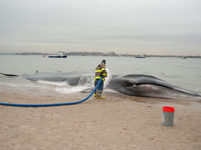 <p>The endangered finback whale was seen beached on the bay side in Breezy Point on Wednesday, December 26, 2012.</p>

