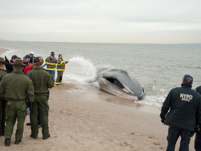 <p>The endangered finback whale was seen beached on the bay side in Breezy Point on Wednesday, December 26, 2012</p>
