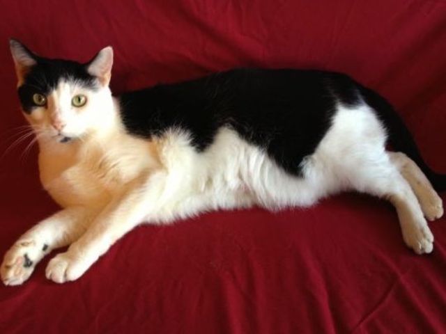 <p>Bandit, one of Susan LaMarca's cats. LaMarca is looking for a new home for Bandit.</p>
