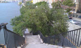 UES Locals Lament Loss of East River Tree Destroyed by Sandy
