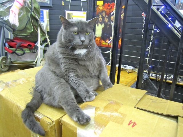 <p>Fuzzball, one of Bleecker Street Records' two house cats, reclined in the store Jan. 14, 2013.</p>
