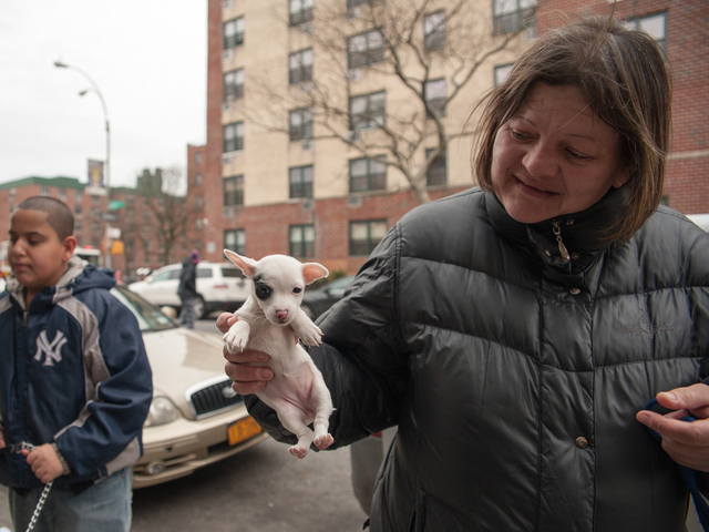 <p>Rose Martinez, who lives in Apartment 4C at 580 Sutter Avenue, holds her one month old female Chihuahua on Jan. 1, 2013. Rose called the previously unnamed pup 'Blaze' due to the fire.</p>
