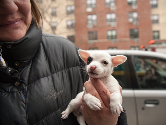 <p>Rose Martinez holds Blaze, her one month old female Chihuahua, outside the fire building at 580 Sutter Avenue on Jan. 1, 2013.</p>
