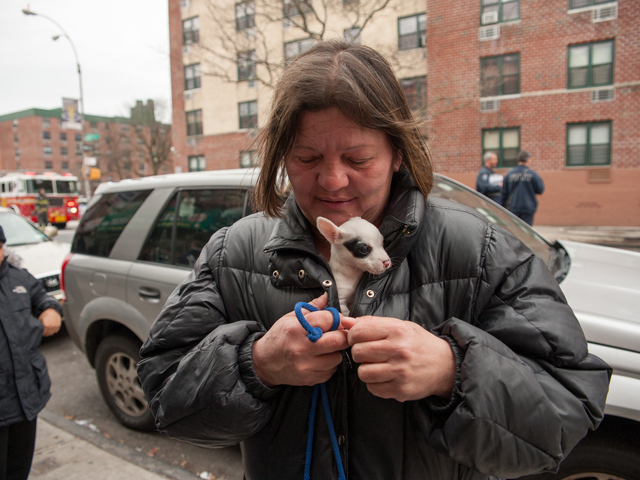 <p>Rose Martinez places her shivering one month old female Chihuahua inside her jacket to keep her warm on Jan. 1, 2013.</p>
