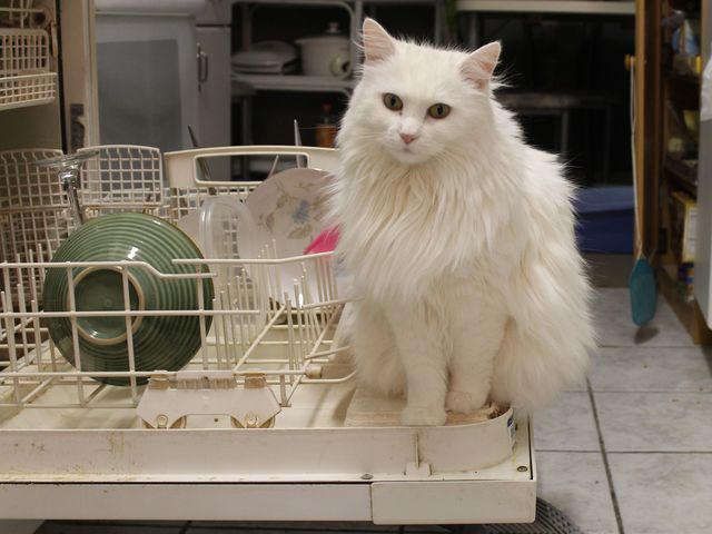 <p>Sabrina, one of Susan LaMarca's cats.</p>
