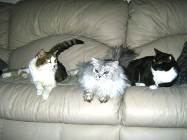 <p>Three of LaMarca's cats: Ava, Tiffany and Mandy.</p>
