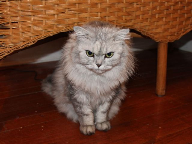 <p>Tiffany, one of Susan LaMarca's cats.</p>
