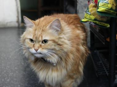 February, a bodega cat at 1107 First Ave.'s K & B Inc. Candy Store, attacks dogs, sources say.