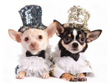 Doggie-Do & Playtime Too will be hosting the fashion show for man's best friend on Saturday.