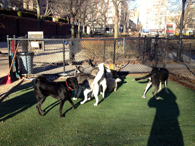 <p>Dogs enjoy the sample of K9 Grass, a fake grass product, that the Bull Moose Dog Run tested in a corner of the run.&nbsp;</p>
