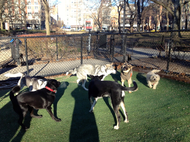<p>Dogs frolic on fake grass, which Bull Moose Dog Run organizers said is better for paws.</p>

