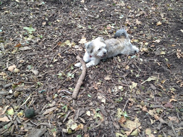 <p>Danielle McGunagle is concerned that her dog might be harmed by the trash on West Street and Franklin Street.</p>
