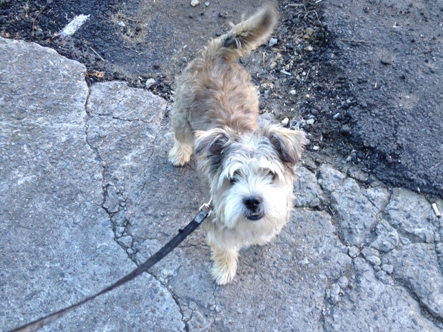 <p>Danielle McGunagle's dog Lola walks past harmful trash every day, the concerned canine owner said.</p>
